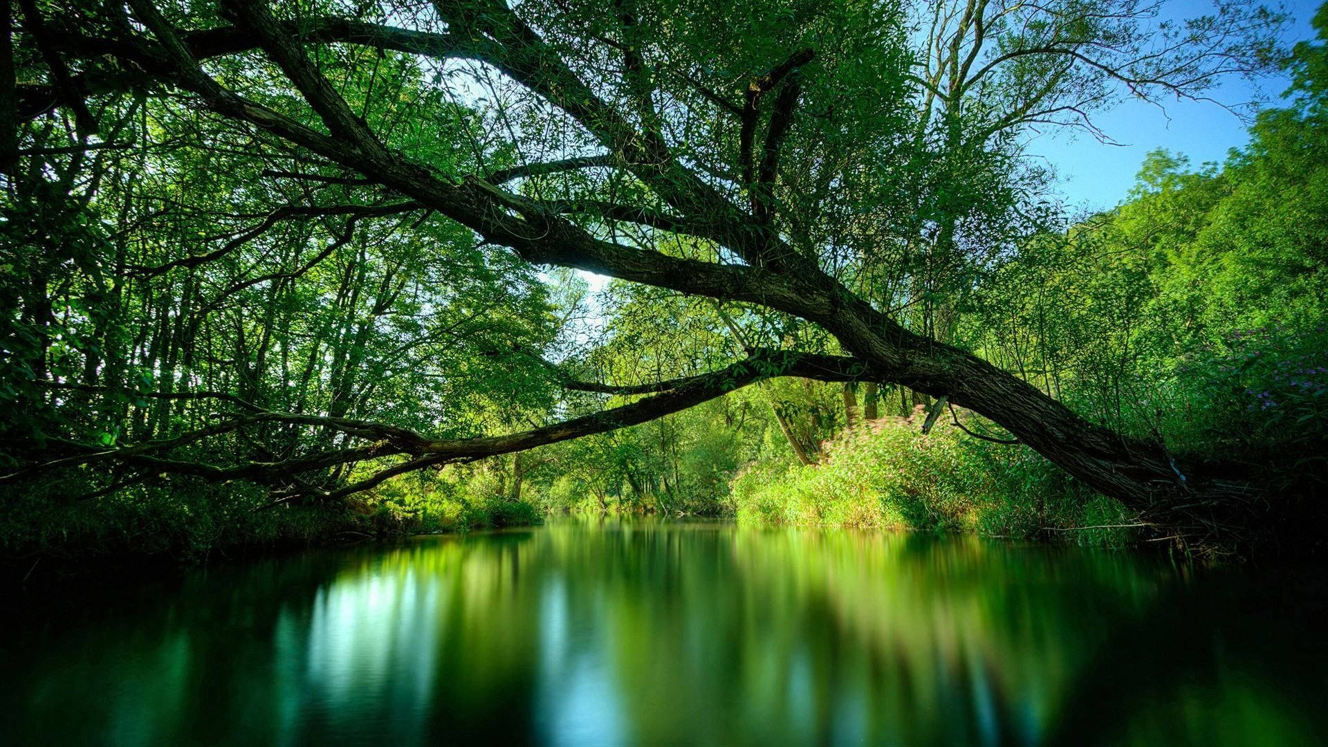 Green Lake Overhanging Tree Screen Saver Wallpaper