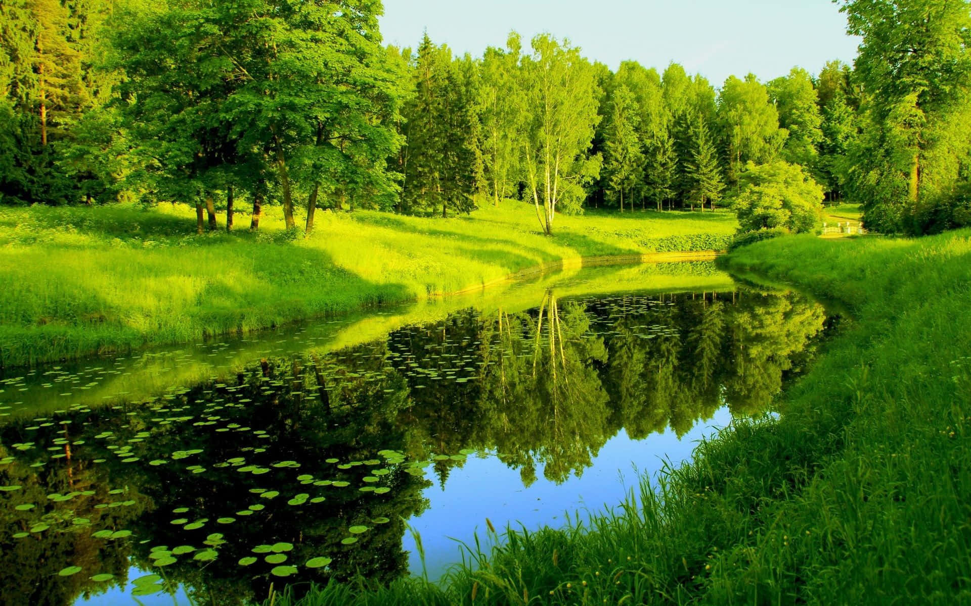 Green Landscape in Full Bloom Wallpaper