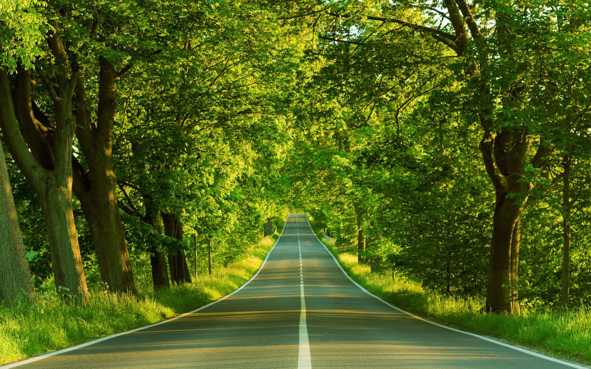 Serene Green Landscape with Rolling Hills and Clear Sky Wallpaper