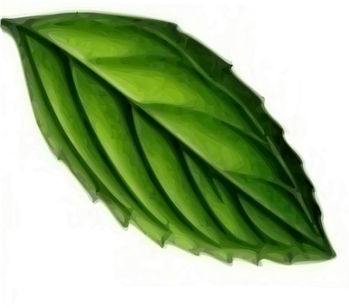 Green Leaf Artistic Representation PNG