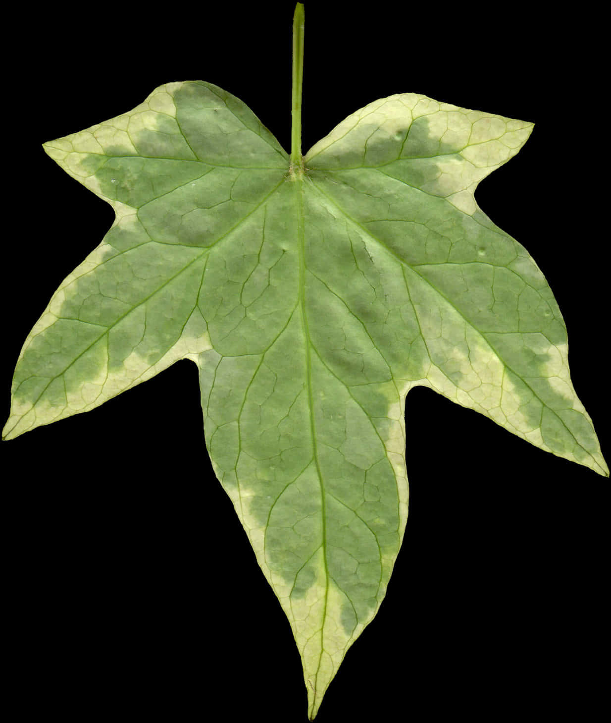Green Leaf Black Background PNG
