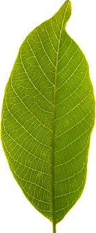 Green Leaf Black Background PNG