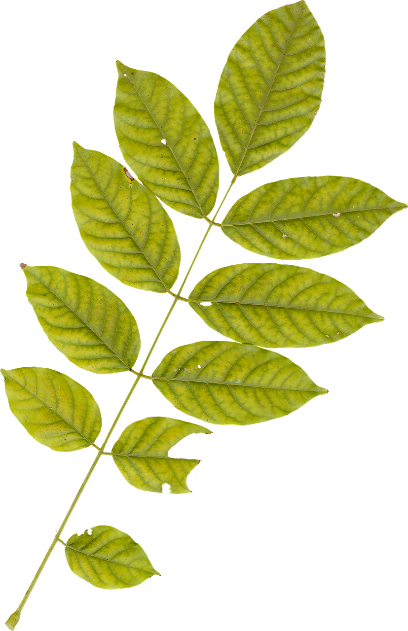 Green Leaf Branch Black Background PNG