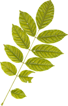 Green Leaf Branch Black Background PNG