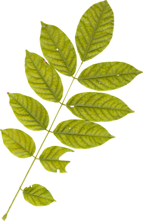 Green Leaf Branch Transparent Background PNG
