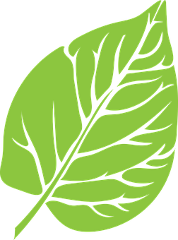 Green Leaf Graphic PNG