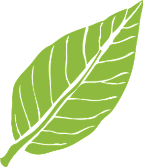 Green Leaf Graphic PNG