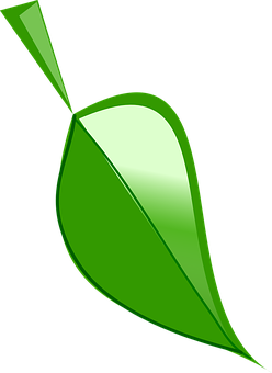Green Leaf Graphic PNG