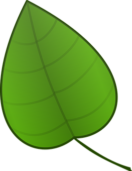 Green Leaf Graphic PNG