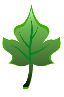 Green Leaf Graphic PNG