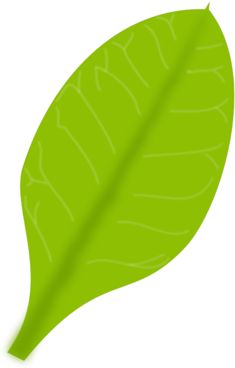 Green Leaf Illustration PNG