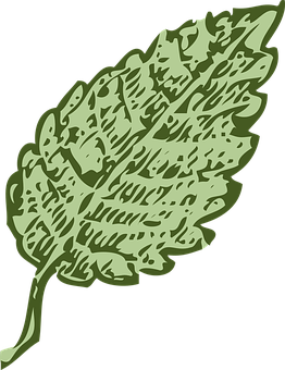 Green Leaf Illustration PNG