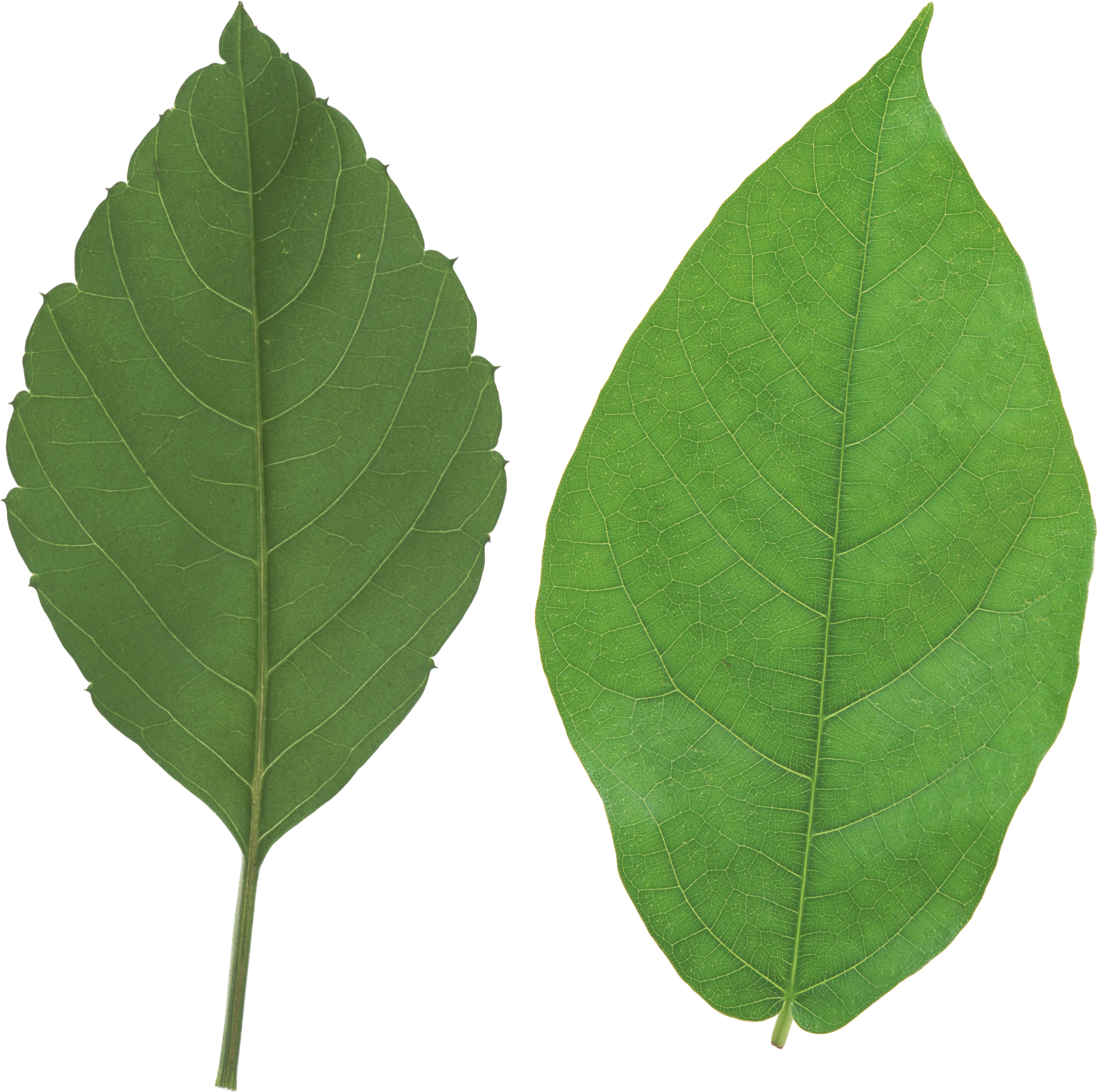 Green Leaf Pair Transparent Background PNG