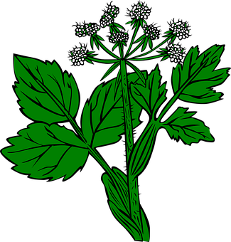 Green Leaf Plant Illustration PNG