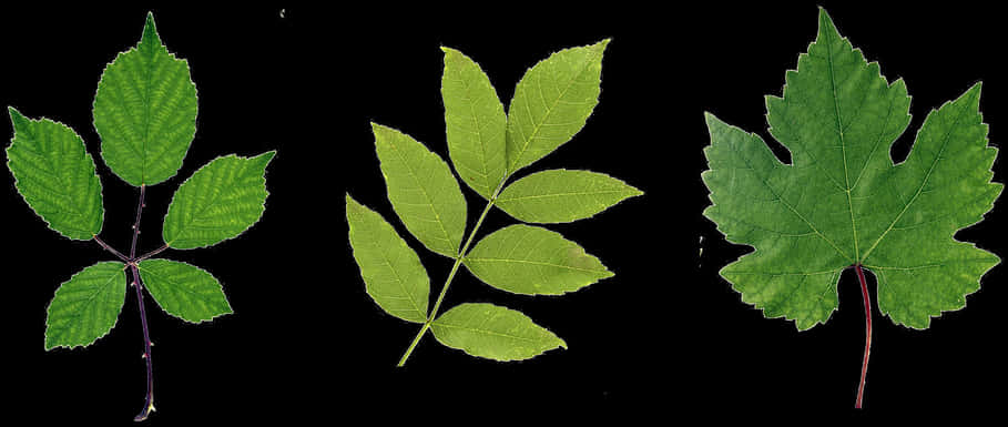 Green Leaf Png Hd - Leaf On Branch PNG