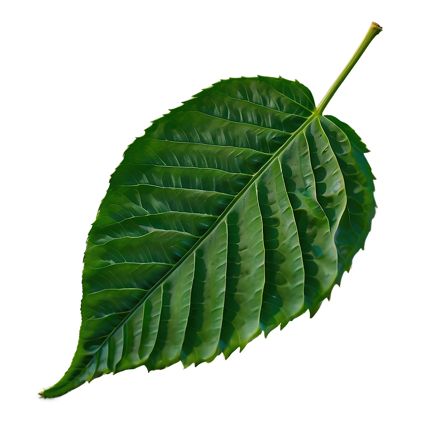 Green Leaf Png Tqh51 PNG