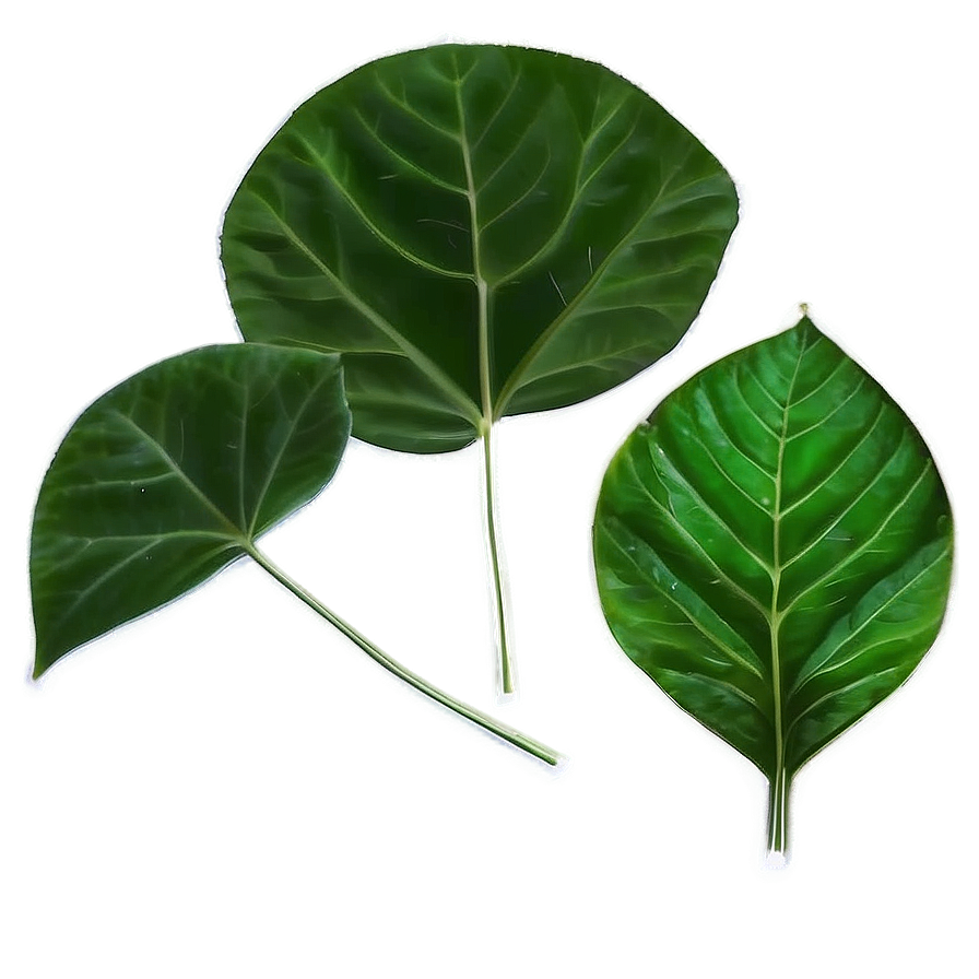Green Leaf Png Try PNG