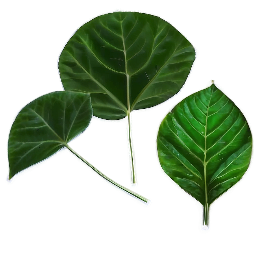 Download Green Leaf Png Try | Wallpapers.com