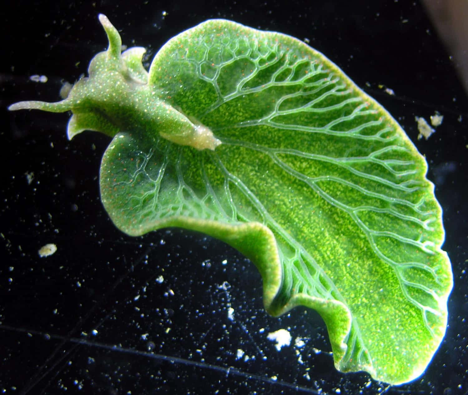 Green Leaf Sea Slug Elysia Chlorotica Wallpaper