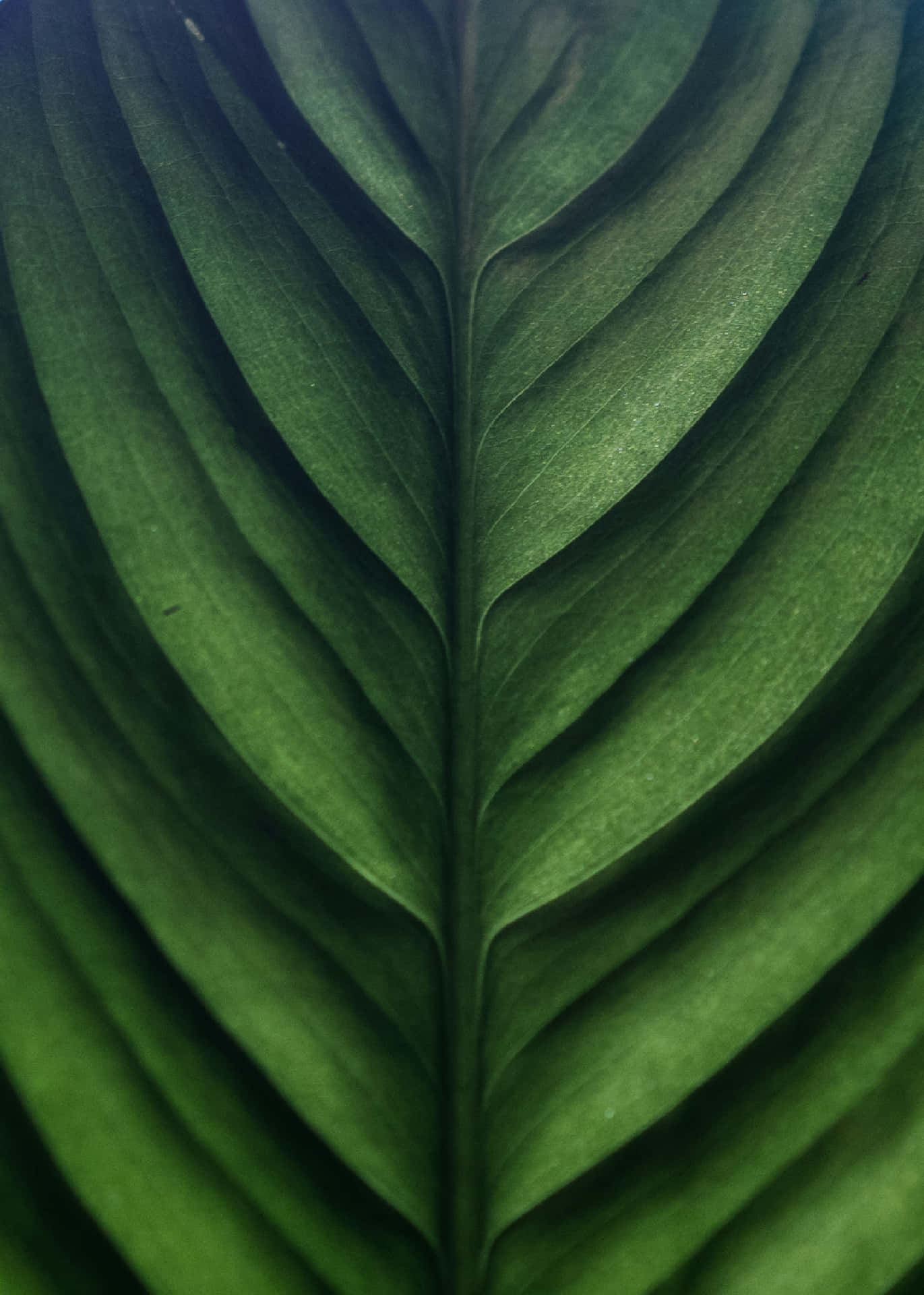 Groene Blad Textuur Close-up.jpg Achtergrond