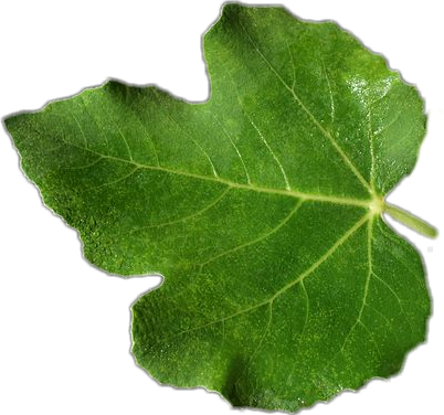 Green Leaf Texture Closeup PNG