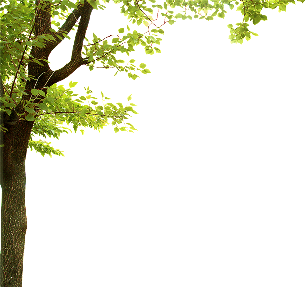 Green Leaf Tree Frameon Transparent Background PNG