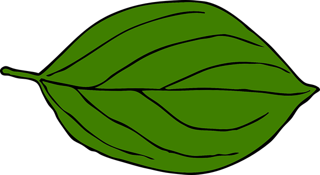 Green Leaf Vector Art PNG