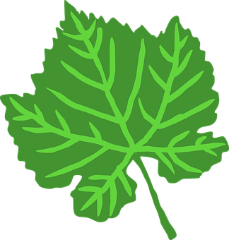 Green Leaf Vector Illustration PNG