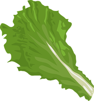 Green Leaf Vector Illustration PNG