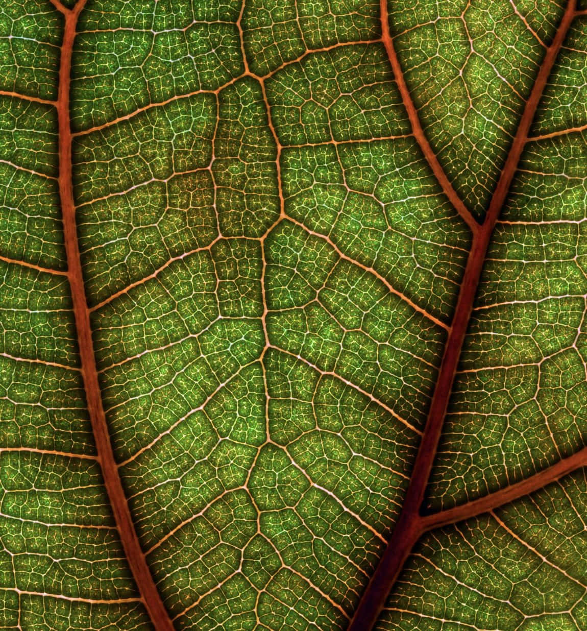 Download Green Leaf Veins Closeup.jpg Wallpaper | Wallpapers.com