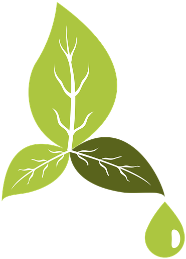 Green Leaf Veins Vector PNG