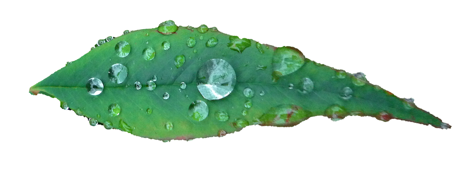 Green Leaf Water Droplets PNG