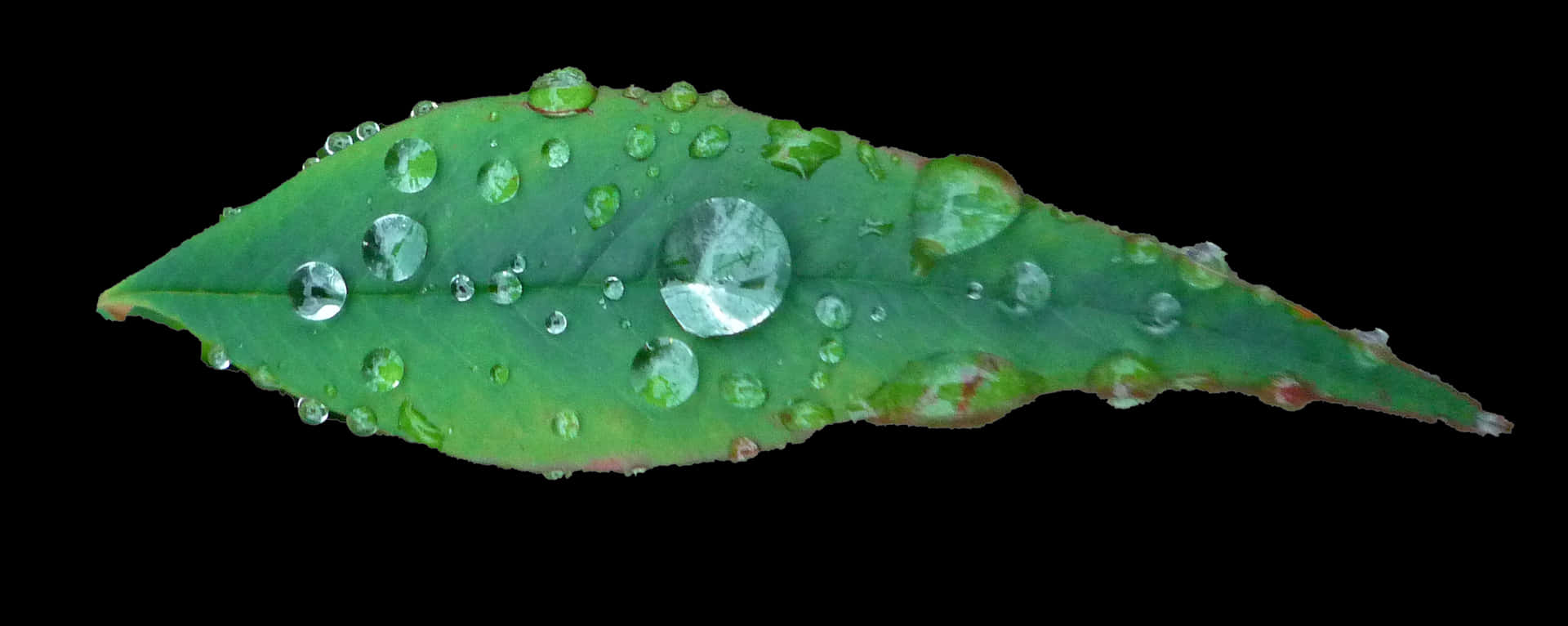 Green Leaf Water Droplets Black Background PNG
