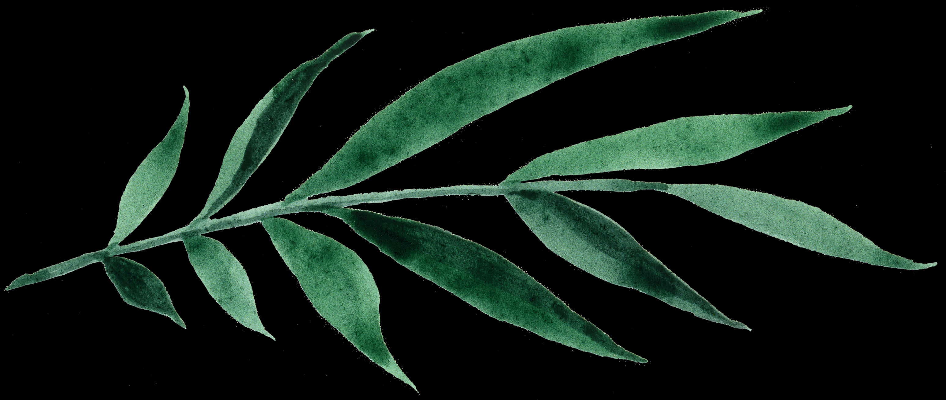 Green Leafon Black Background PNG