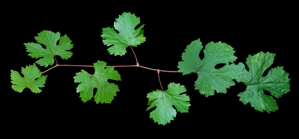 Green Leafy Branch Against Black Background PNG