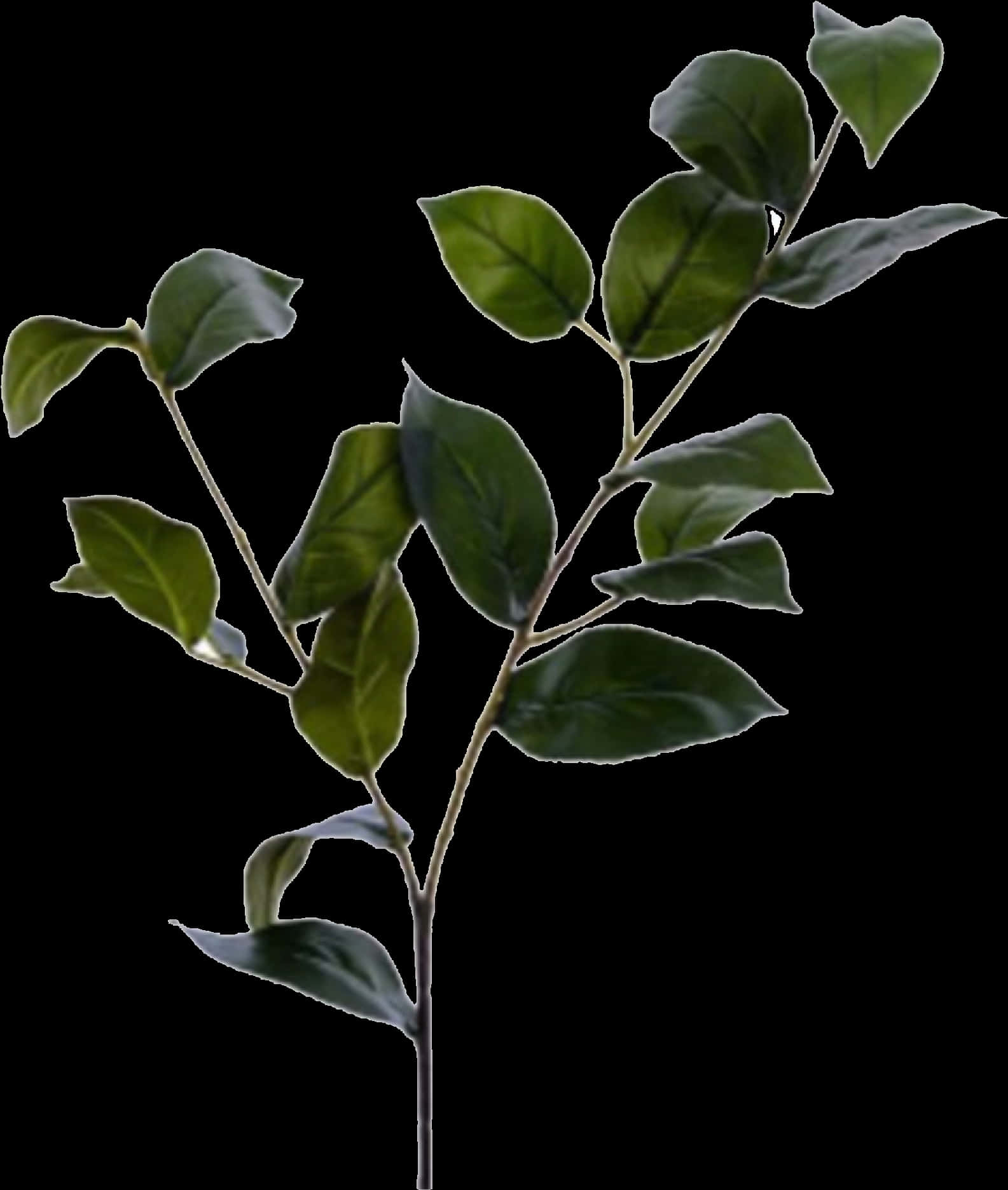 Green Leafy Branch Black Background PNG