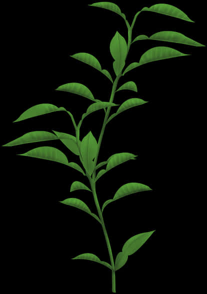 Green Leafy Branch Black Background PNG