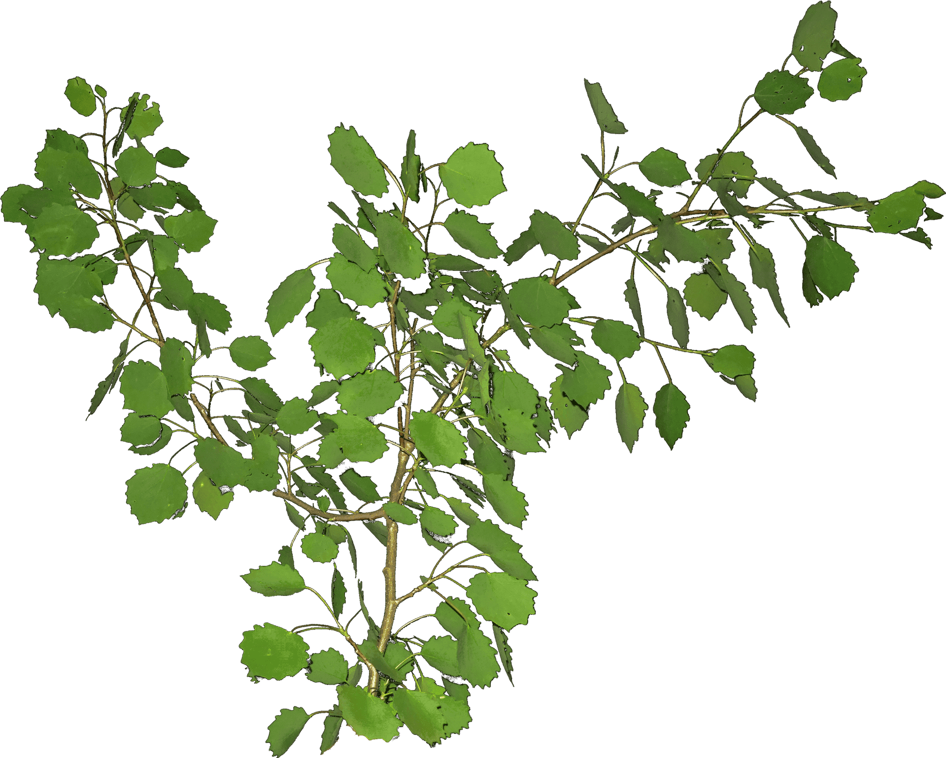Green Leafy Branches Transparent Background PNG
