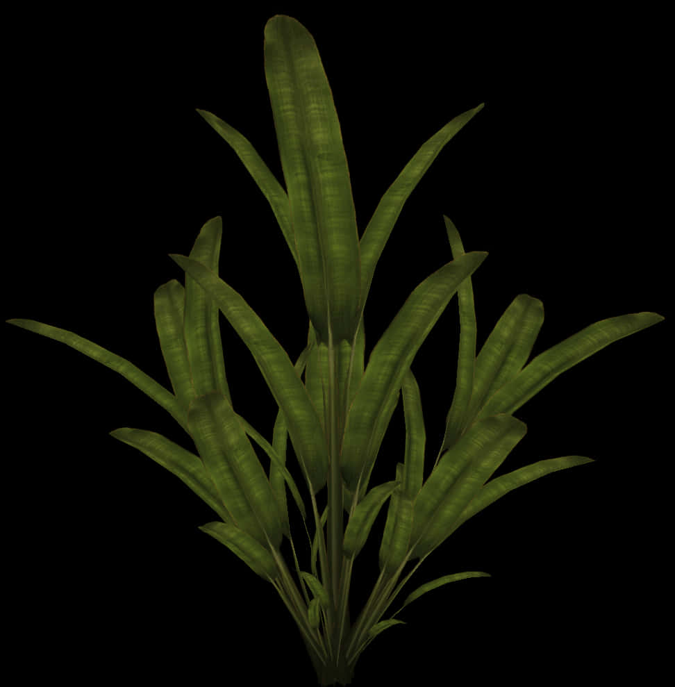 Green Leafy Plant Black Background PNG