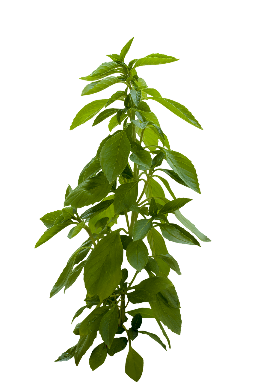 Green Leafy Plant Black Background PNG