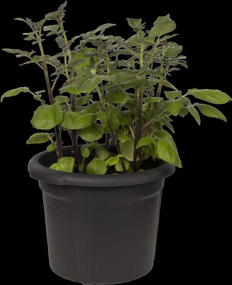 Green Leafy Plantin Black Flower Pot PNG