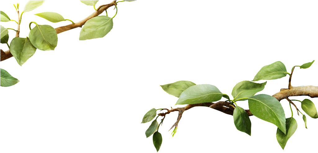 Green Leafy Tree Branch.png PNG