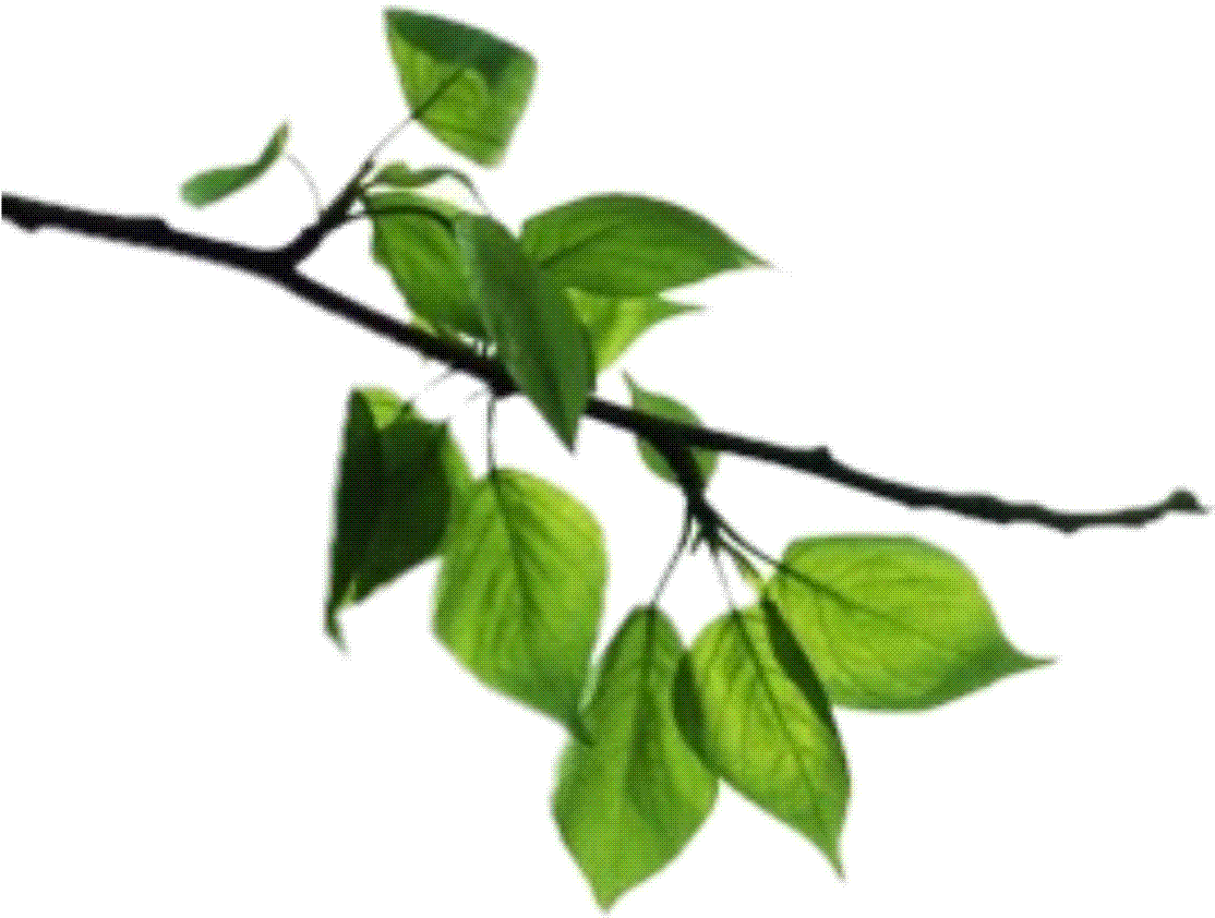Green Leafy Tree Branch.png PNG