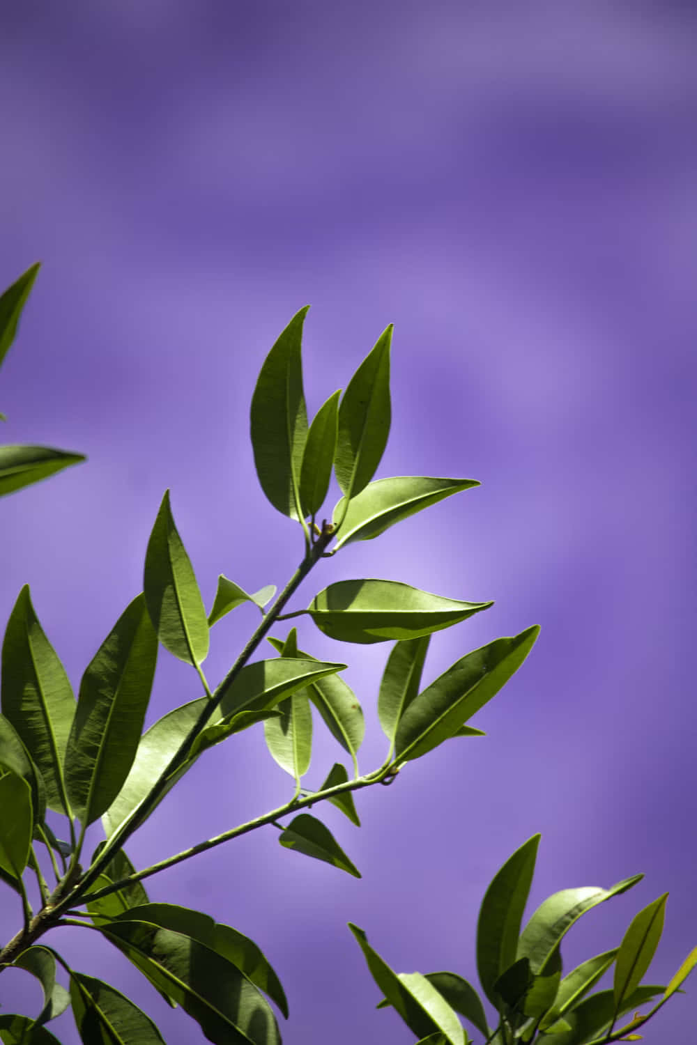 Green Leaves Against Purple Sky Wallpaper