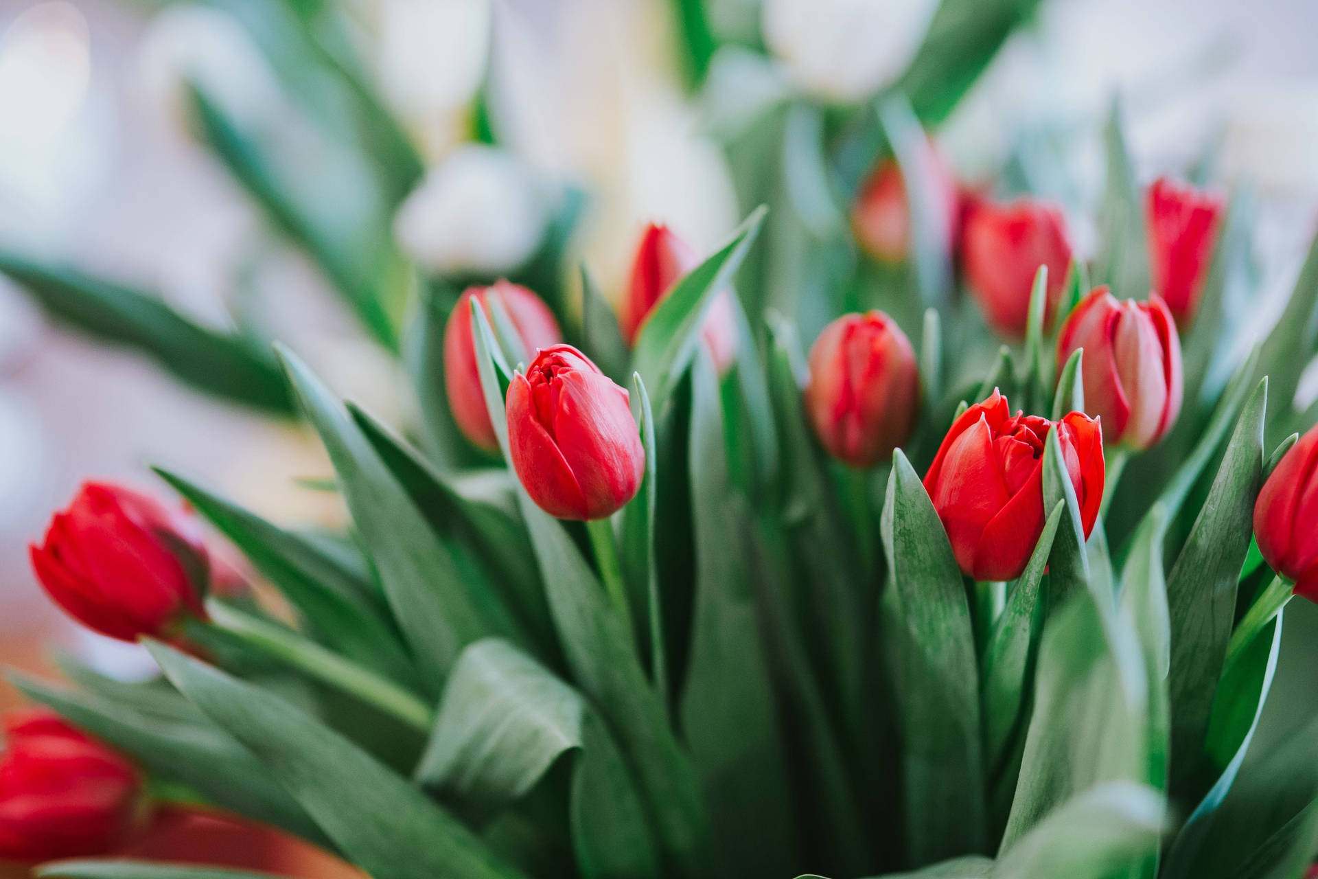 Green Leaves And Red Tulips