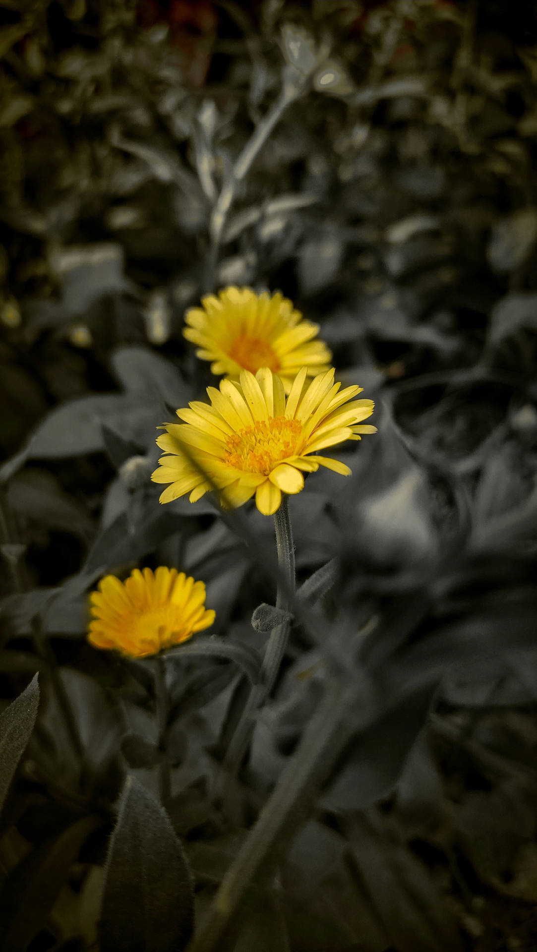 Green Leaves And Yellow Daisy Iphone Wallpaper