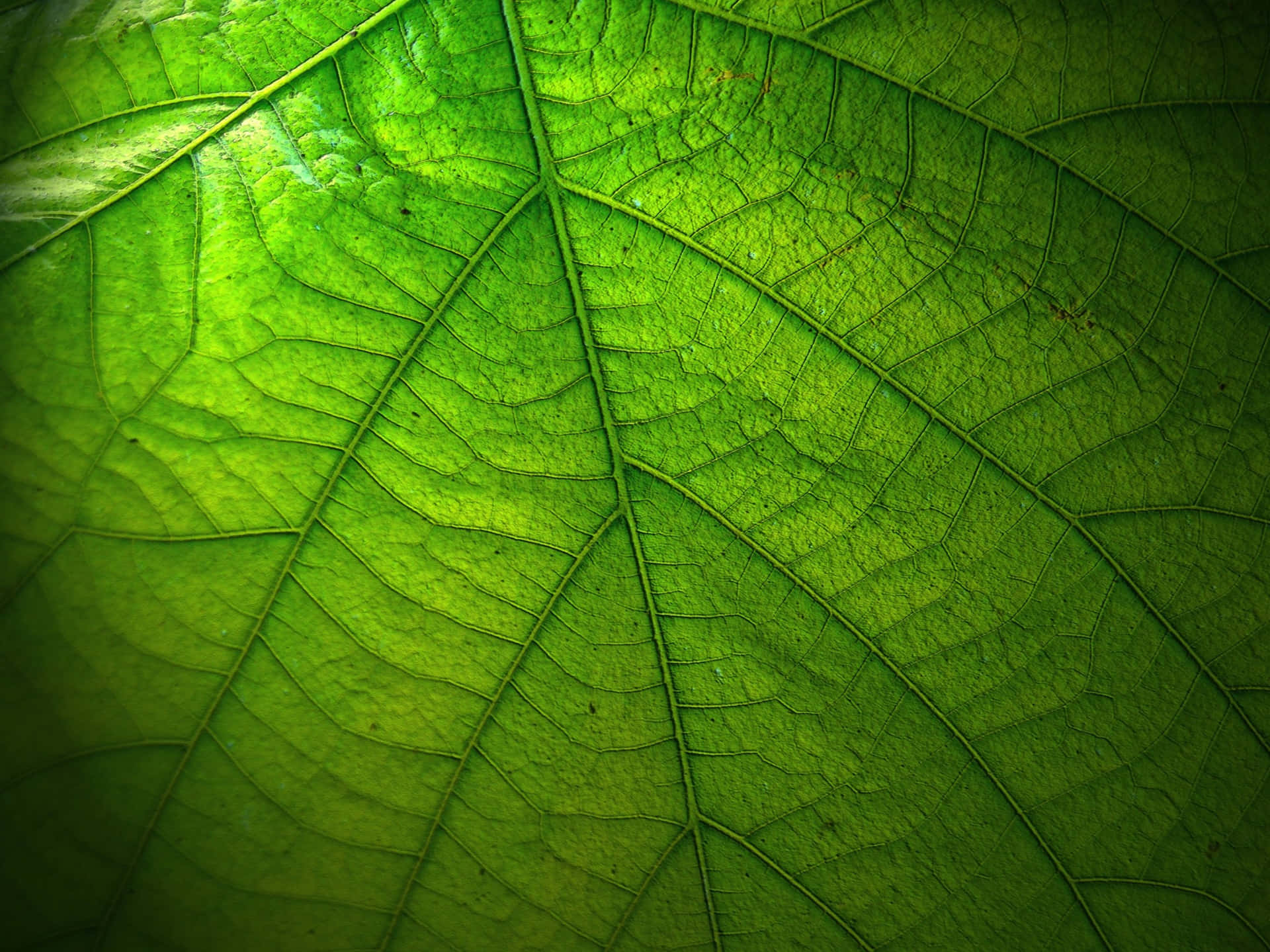 Naturligbakgrund Med Gröna Löv, Perfekt För Stilfull Inredning.