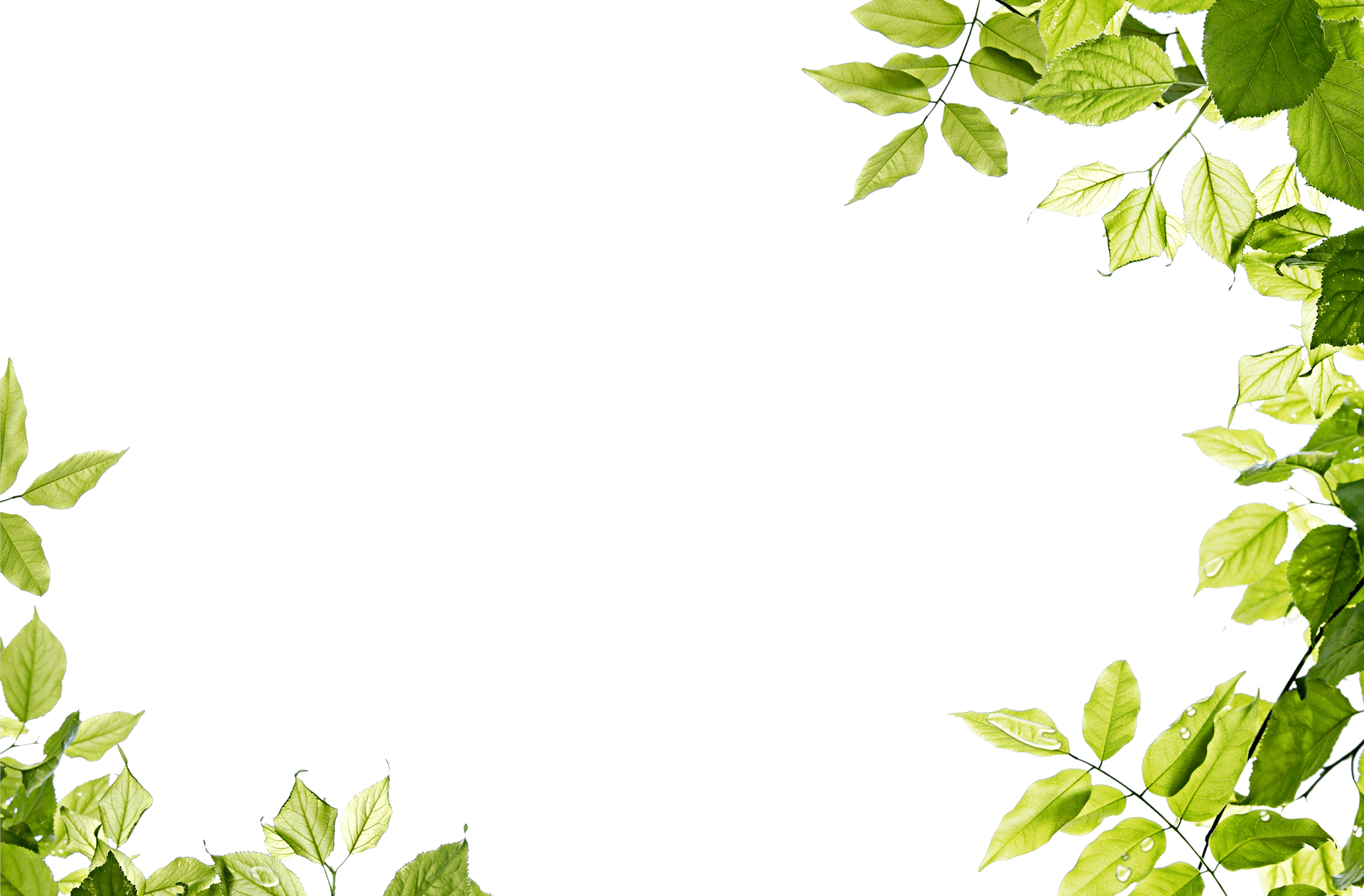 Grünesblättermuster Als Hintergrund