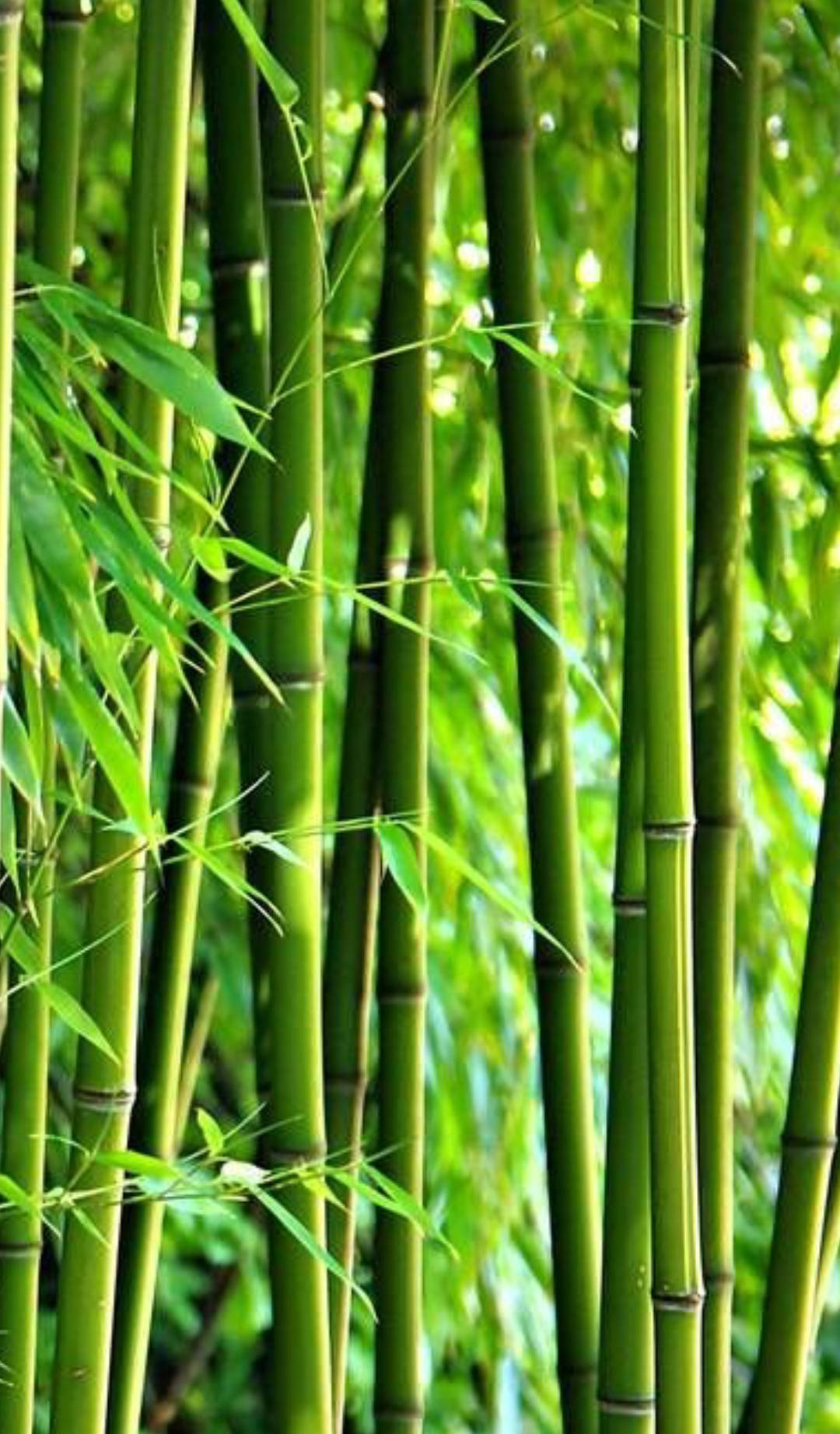 Forestadi Bambù Con Foglie Verdi Per Iphone. Sfondo