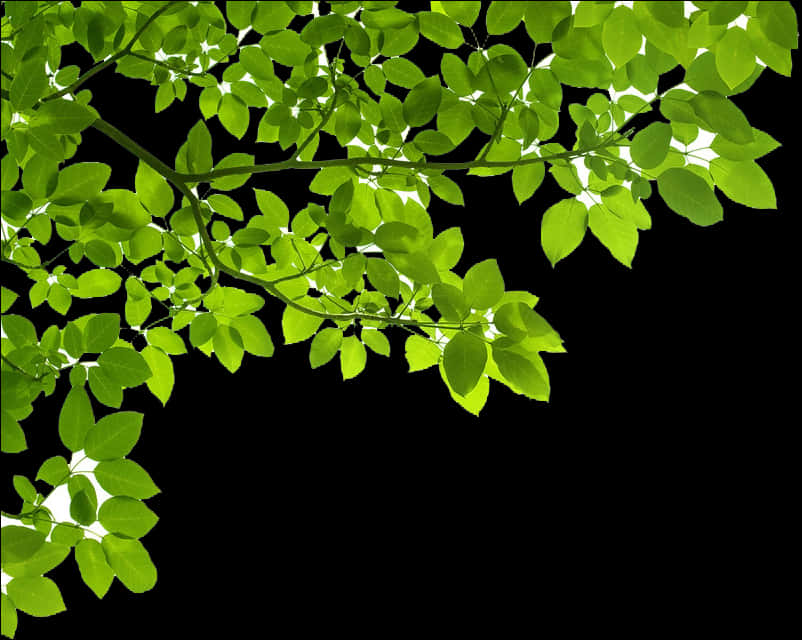 Green Leaves Black Background.jpg PNG